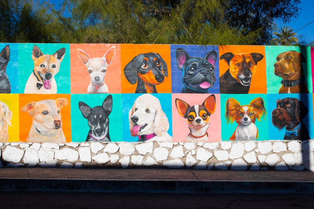 Exploring local wall art is one of the best things to do in Mulege