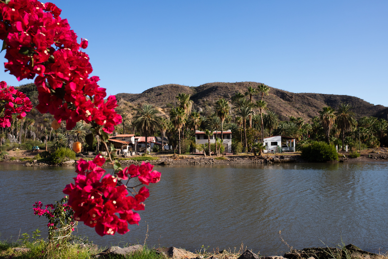 Mulege River 