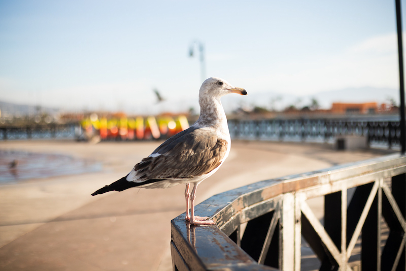 Ensenada is one of the most popular places to visit in Baja California