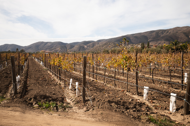 Valle De Guadalupe tours