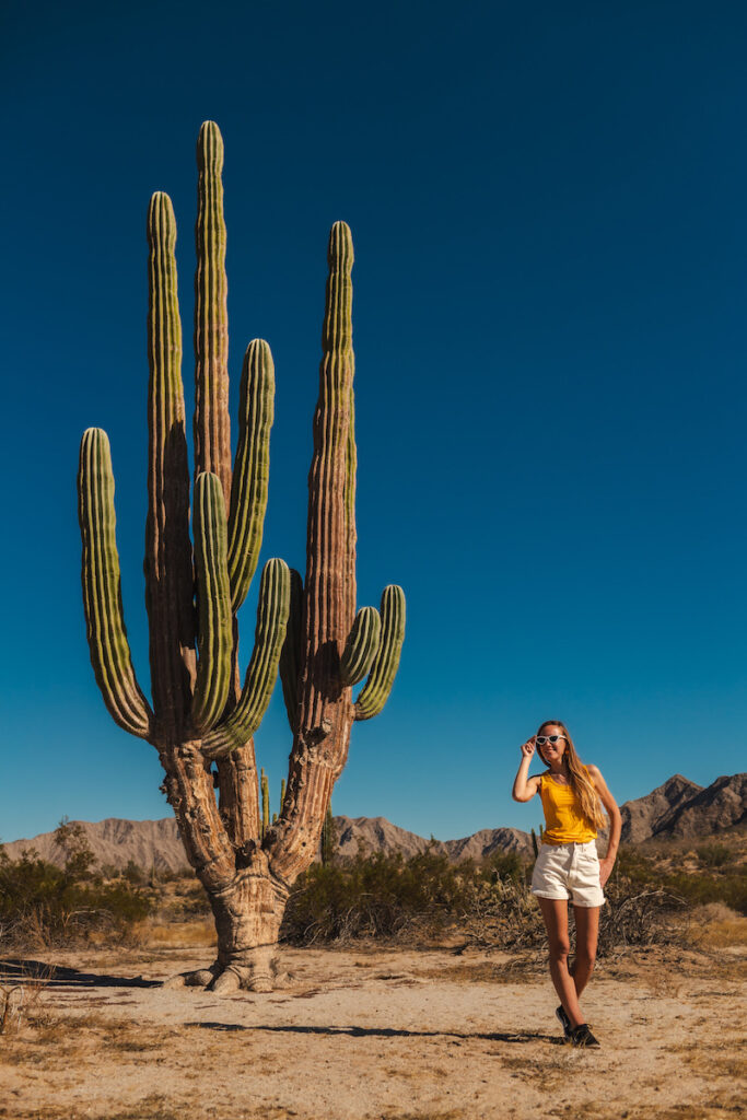 Cardon Cactus Mexico