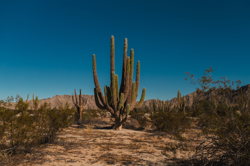 Baja road trip