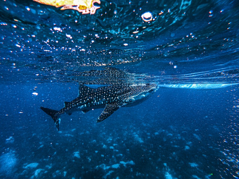 Swimming with whale sharks in one of the most adventurous things to do in Cabo San Lucas 