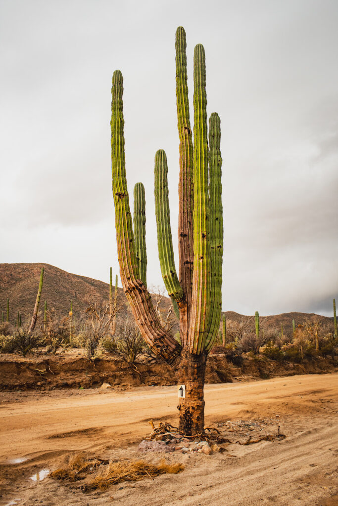 Living in Baja California