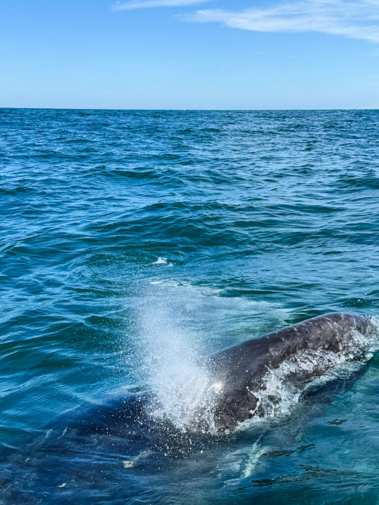 Whale watching in Guerrero Negro, Baja California 