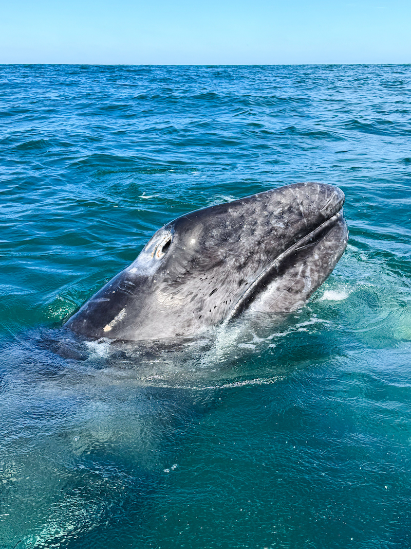 Whale watching in Gurrero Negro, Baja California