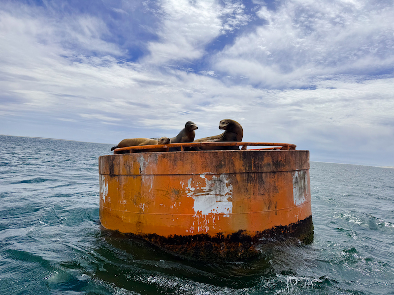 Sea Lions basking in the sun in Laguna Ojo de Liebre 