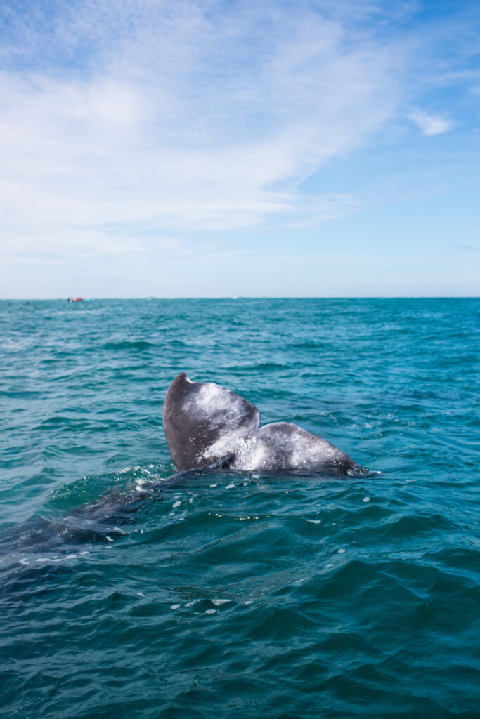 Whale watching is one of the best things to do in Guerrero Negro 