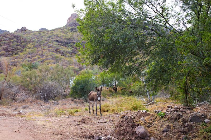 Tabor Canyon hike near Loreto offers a great opportunity to spot wildlife 