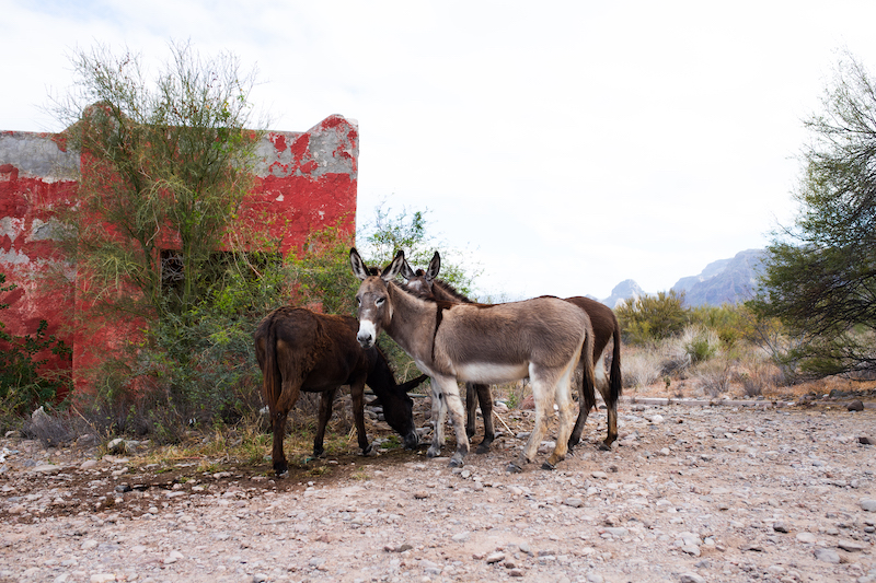 Loreto is one of the best places to visit in Baja California.