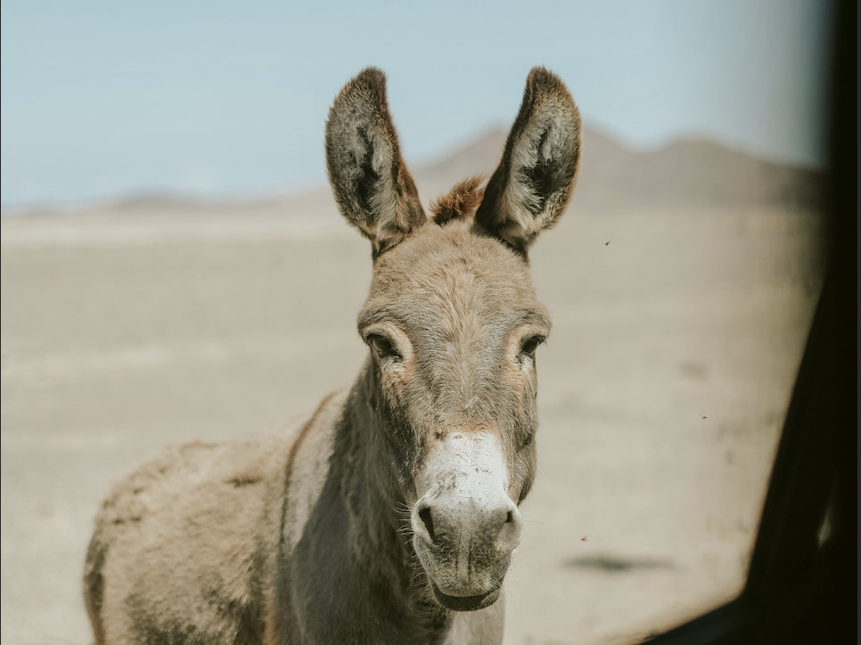 Best tours in Loreto, Baja California