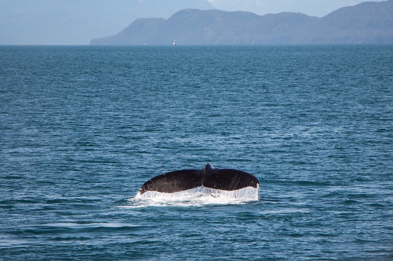 Whale watching in Loreto is one of the most popular activities among traveleres 