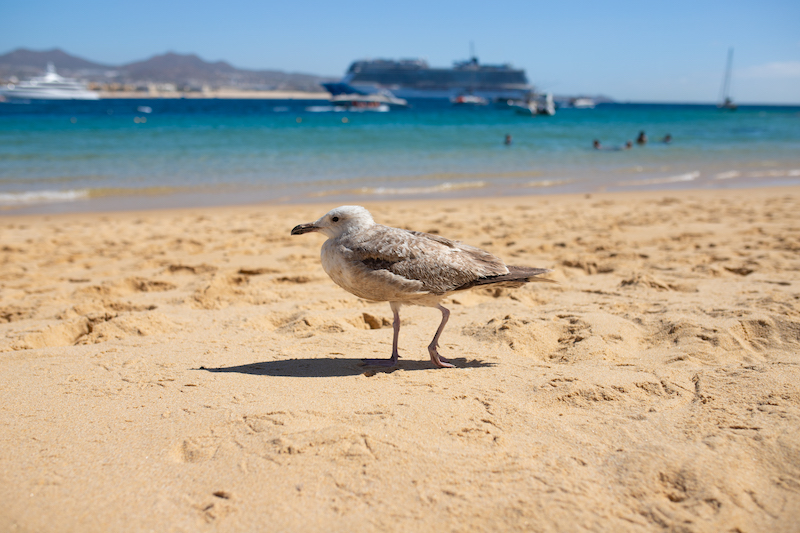 Summer is a hurricane seaosn in Cabo but it's also the cheapest month to visit Cabo