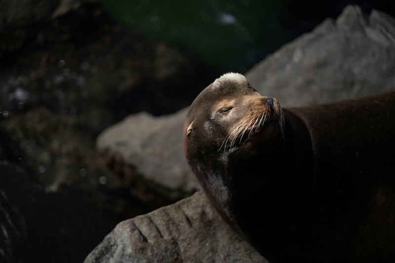 Spotting sea lions is one of the best things to do in La Paz, Mexico