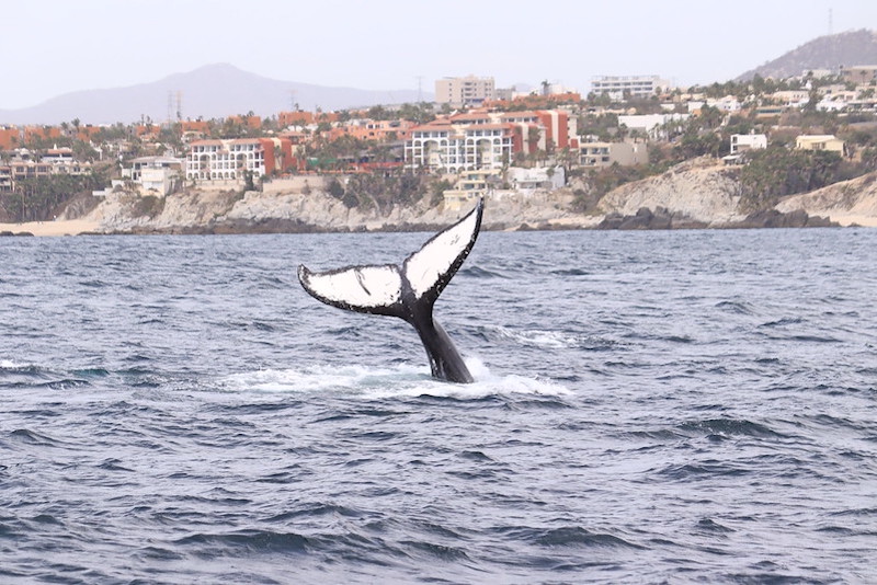 Best times to see whales in Cabo San Lucas 