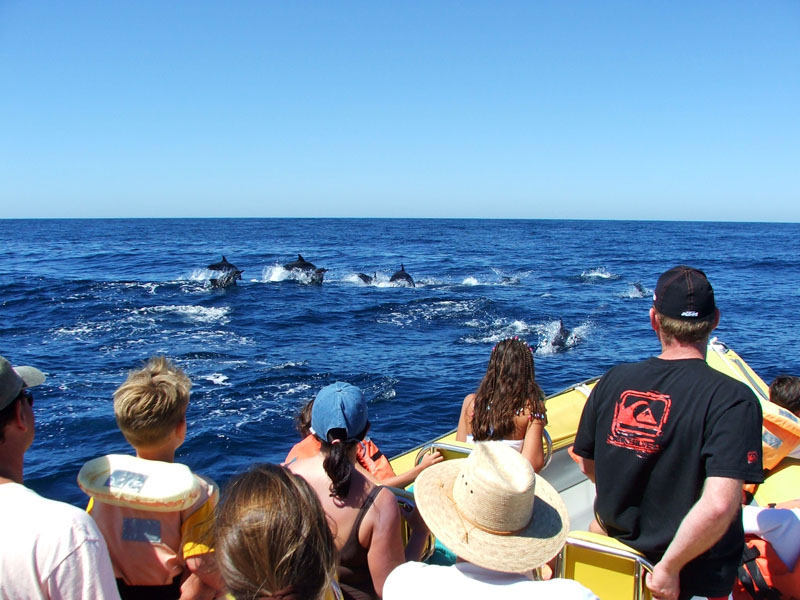 Cabo whale watching 