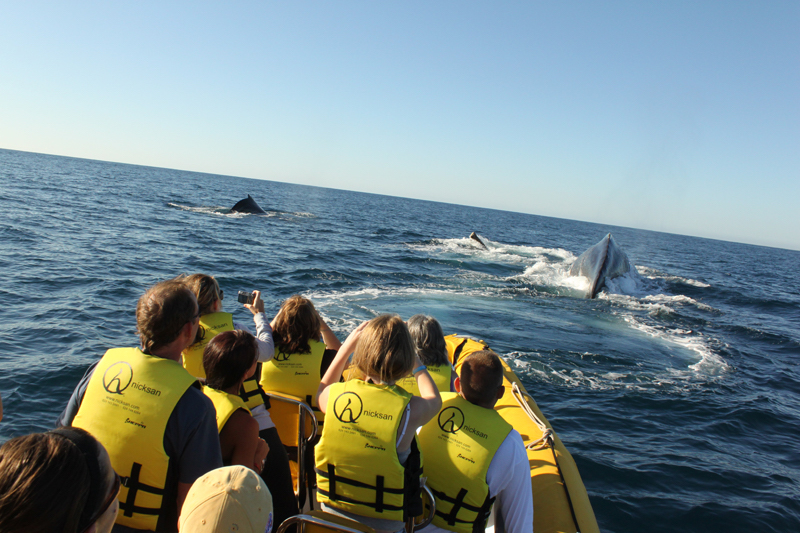 Humpbacks are the most common types of whales in Cabo