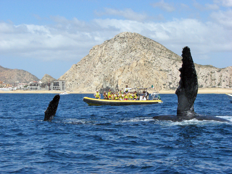 Best whale watching experience in Cabo San Lucas 