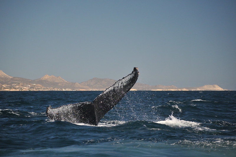 January and March are the best months to see whales in Cabo