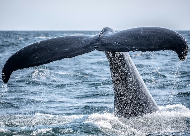 Whale watching tours in Cabo San Lucas 