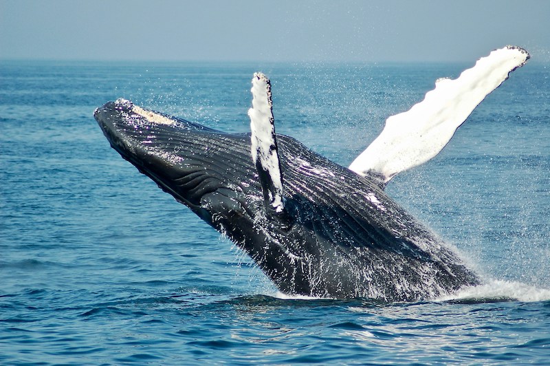 Best time to see whales in Cabo San Lucas