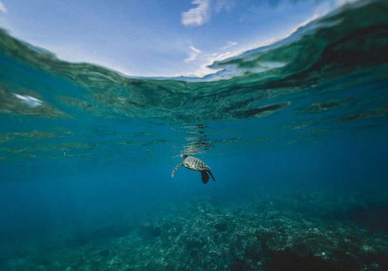 Cabo Pulmo National Park is one of the best diving spots in the world 