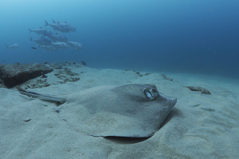 Best tours of Cabo Pulmo National Park in Baja California 