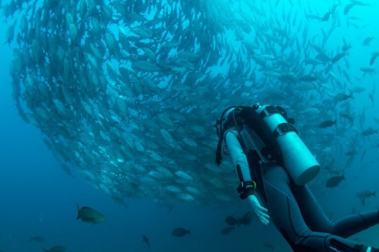 Diving is one of the best tours of Cabo Pulmo