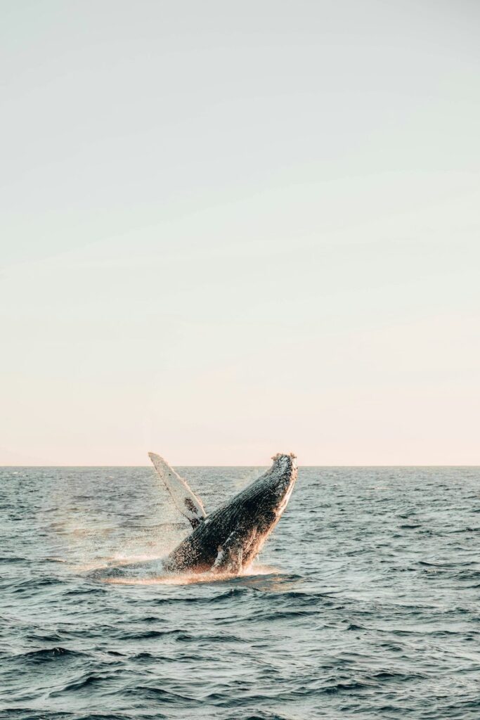 March in Cabo is a perfect time to see humpback whales