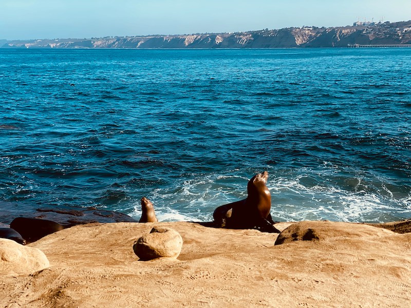 La Jolla is one of the safest neighborhoods in San Diego