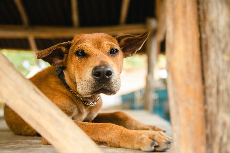 Visiting a local shelter is one of the best free things to do in Cabo San Lucas